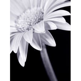 Roxy - Sunflower 30x40 cm